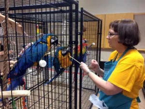 Read more about the article Why we shelter parrots