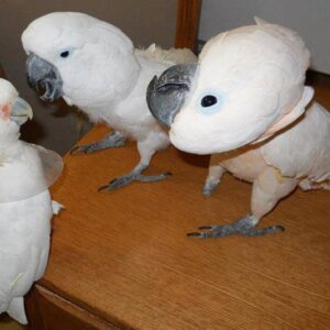 GOFFIN’S COCKATOOS